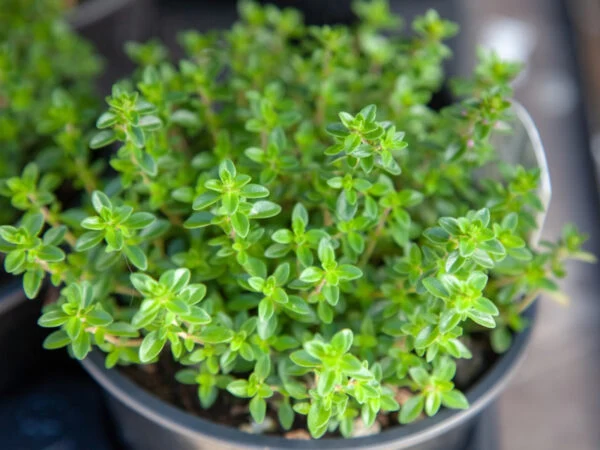 Thym commun (Thymus vulgaris)