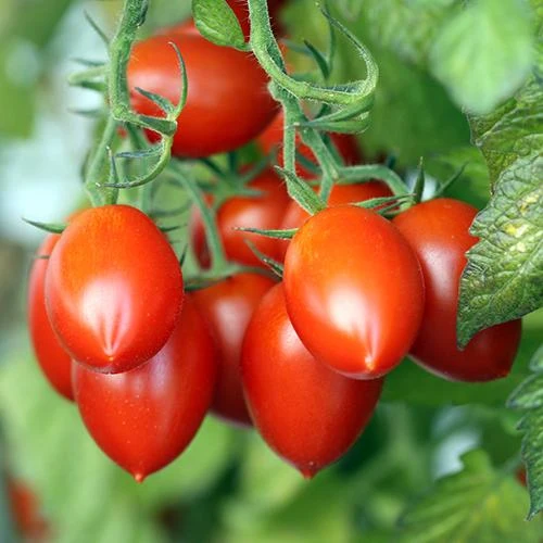 Tomate 'Fiaschetto' (Solanum lycopersicum)