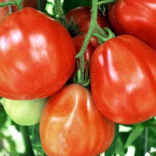 Tomate poire rouge à gros fruits 'Red Pear' (Solanum lycopersicum)