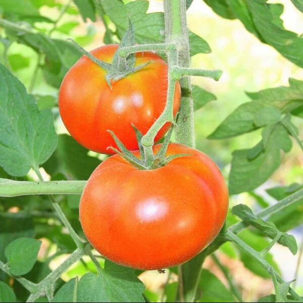 Tomate 'Tondo Liscio' (Solanum lycopersicum)