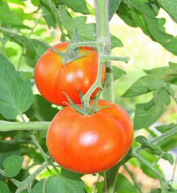 Tomate 'Tondo Liscio' (Solanum lycopersicum)