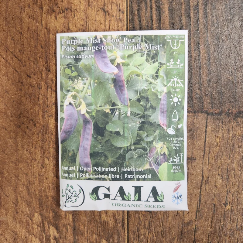Pois mange-tout 'Purple Mist' bio