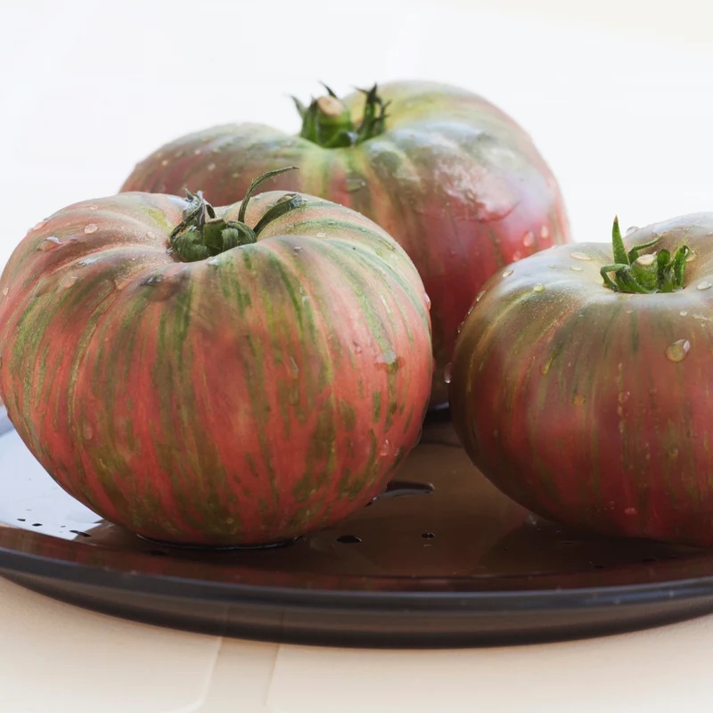 Tomate 'Berkeley Tie Dye' bio