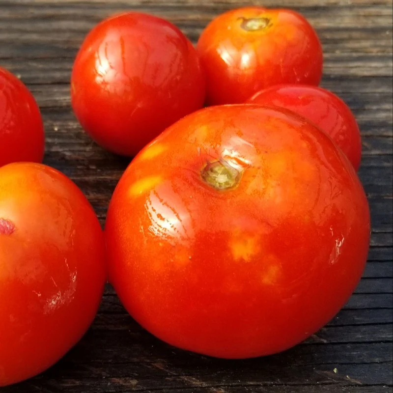Tomate 'Bibor' bio
