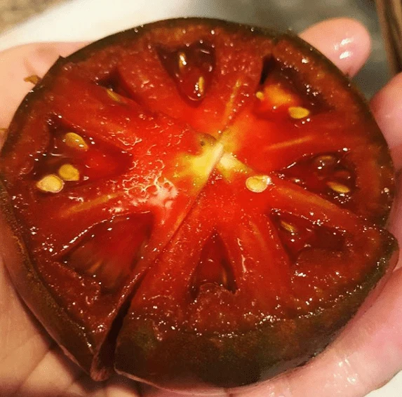 Tomate 'Black Krim' bio