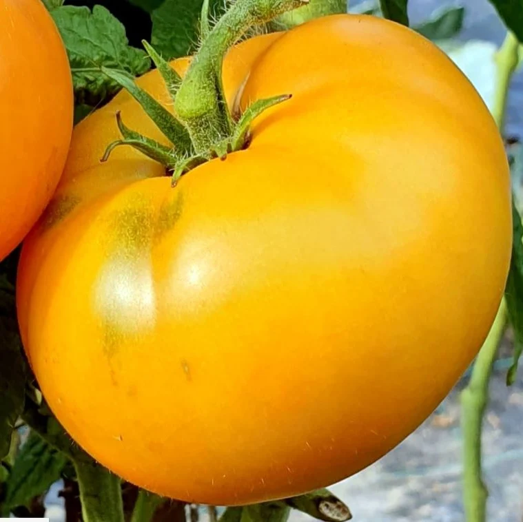Tomate 'Blazing Beauty Dwarf' bio