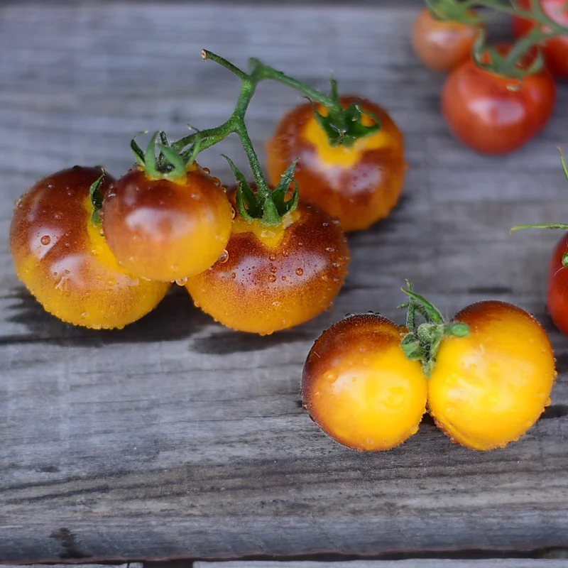 Tomate 'Blue Gold' bio