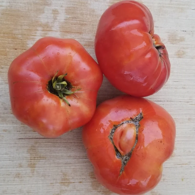 Tomate 'Bonny Best' bio