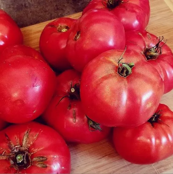 Tomate 'Box Car Willie' bio