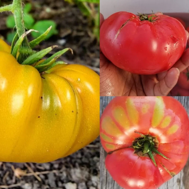 Tomate 'Brandywine Mix' bio