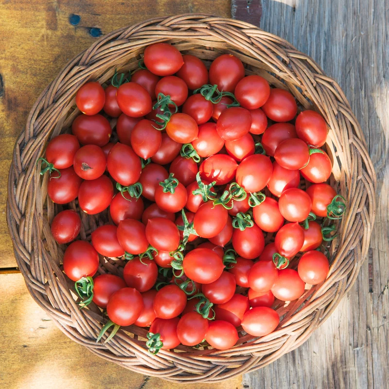 Tomate 'Cache Valley Currant' bio
