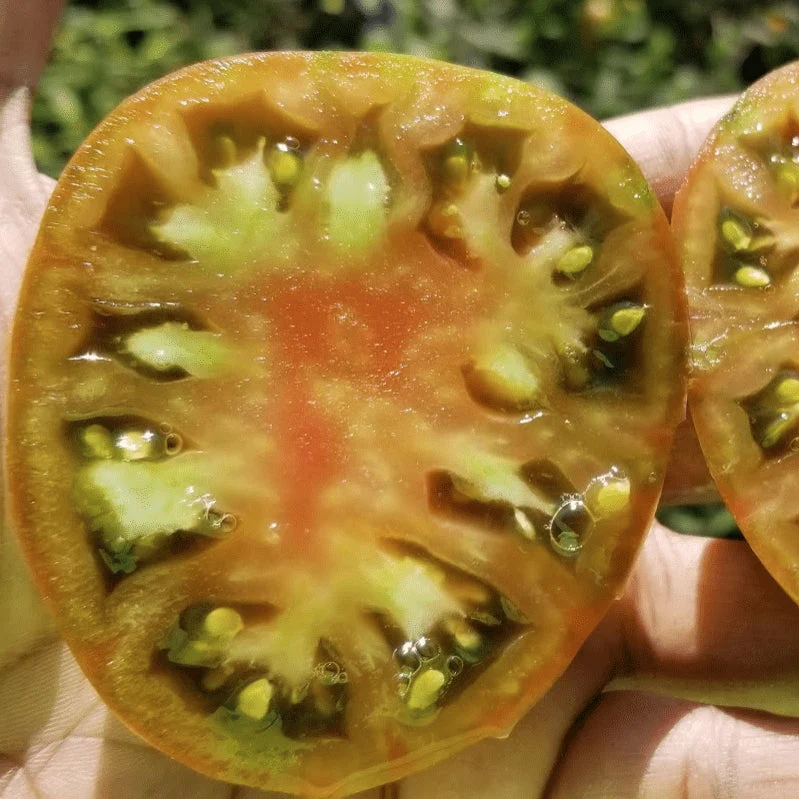 Tomate 'Cherokee Purple' bio