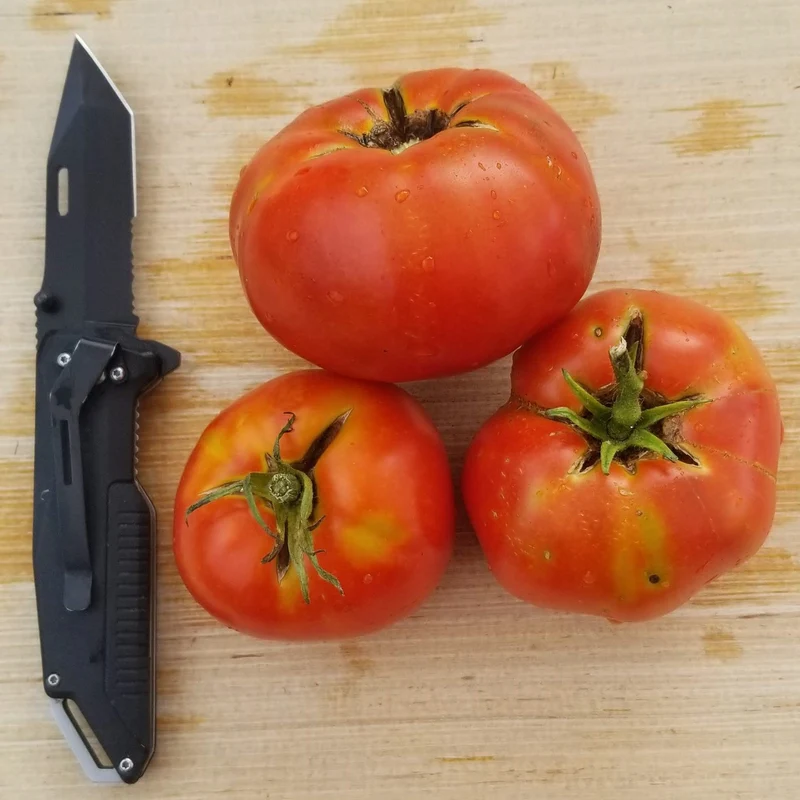 Tomate 'Delicious' bio
