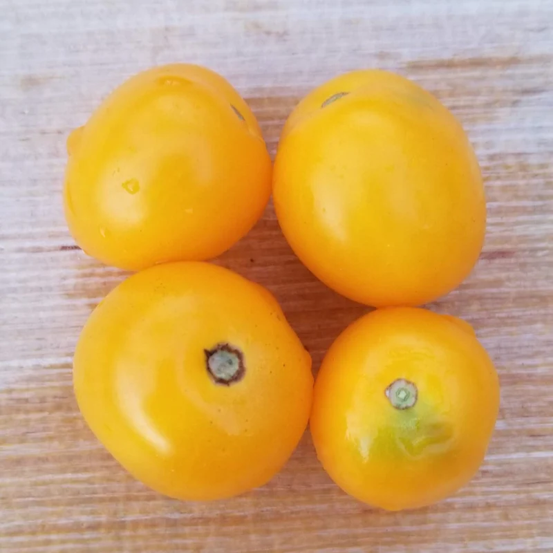 Tomate 'Floragold Basket' bio