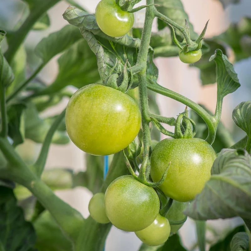 Tomate 'Green Doctor' bio