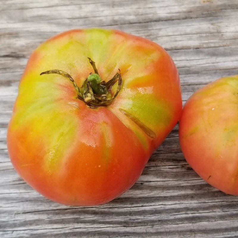 Tomate 'Honey' bio