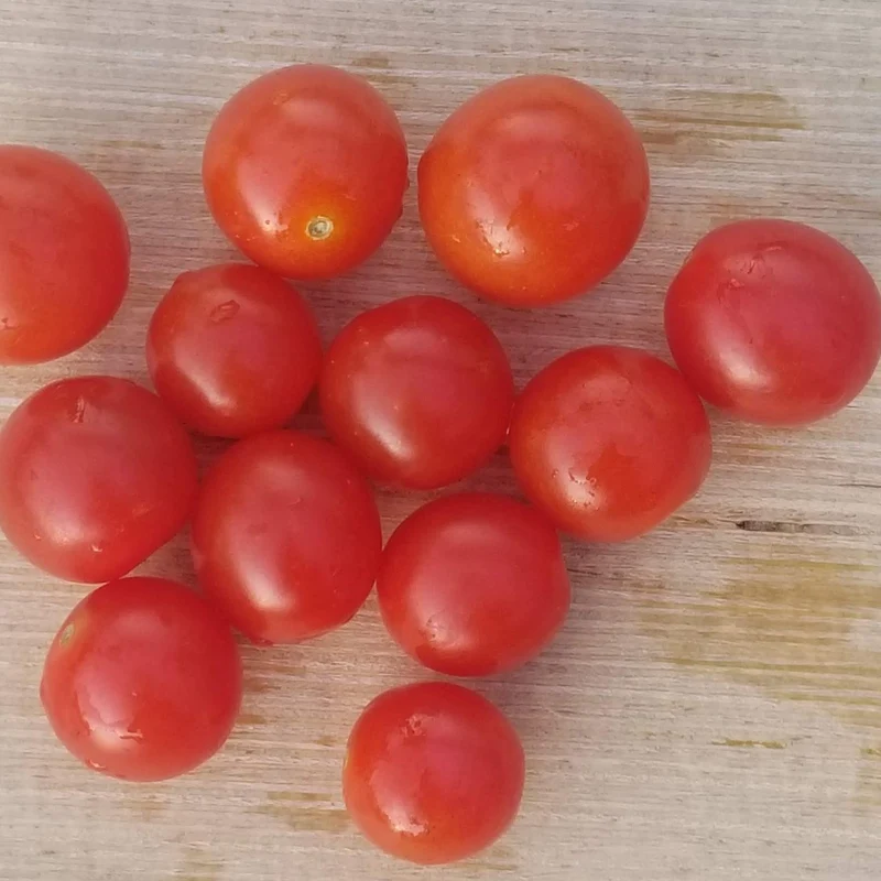 Tomate 'Hundreds and Thousands' bio