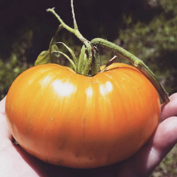 Tomate 'Janet's Jacinthe Jewel' bio