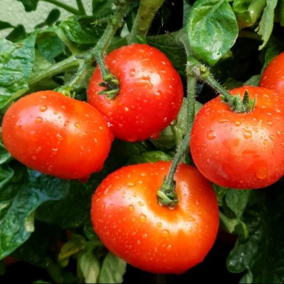 Tomate 'Japanese Dwarf' bio