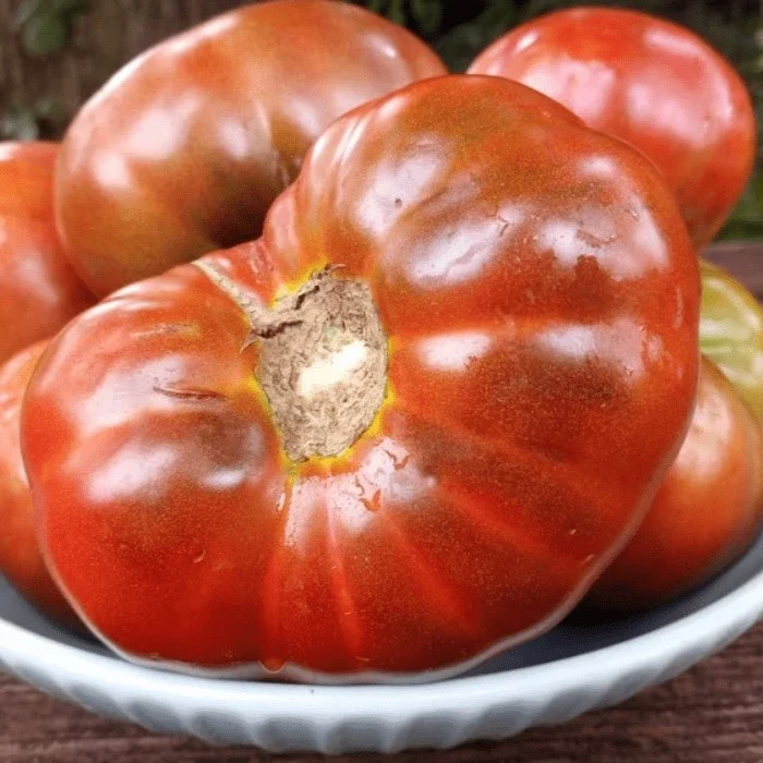 Tomate 'King Aramis' bio