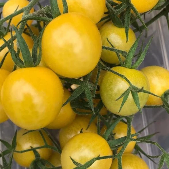 Tomate 'Lemon Drop' bio
