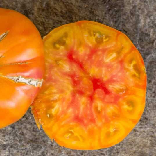 Tomate 'Lucky Cross' bio