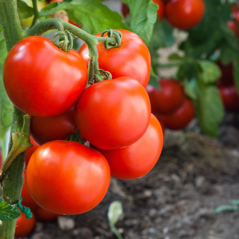 Tomate 'Lucky Leprechaun' bio