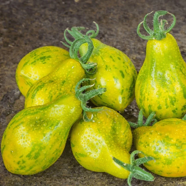Tomate 'Michael Pollan' bio