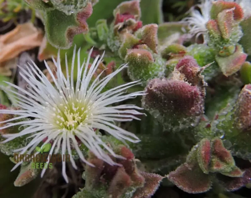 Ice Plant Mesembryanthemum Crystalline Seeds – Drought-Tolerant Green Succulent Variety for Landscapes
