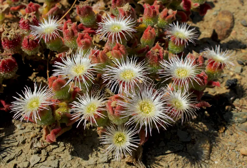 Ice Plant Mesembryanthemum Crystalline Seeds – Drought-Tolerant Green Succulent Variety for Landscapes