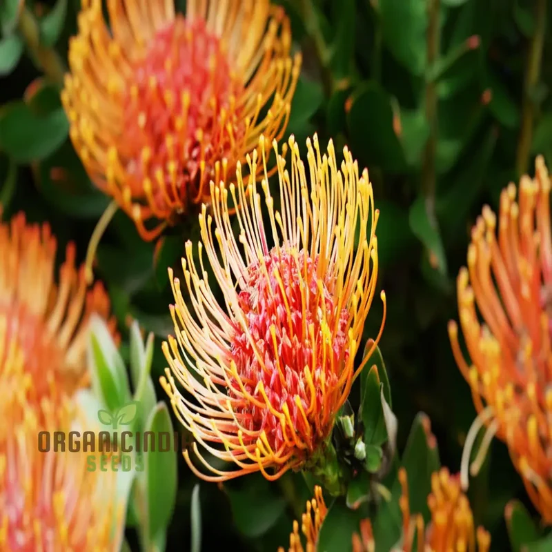 Orange Protea Flower Seeds - Exotic and Stunning Blooms for Unique Garden Displays