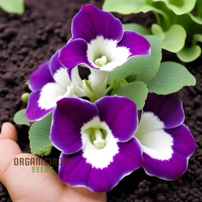 Gloxinia Flower Seeds Purple White
