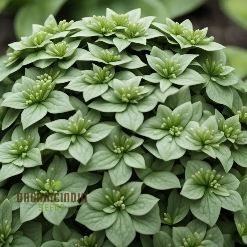 Premium Pachysandra Flower Seeds, Ideal Ground Cover for Shaded Gardens, Low Maintenance and Hardy, Lush Green Foliage for Year-Round Beauty