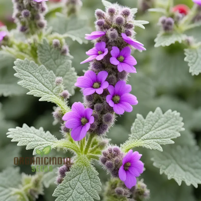 Purple Horehound Flower Seeds Elevate Your Gardening Experience with Distinctive, Vibrant Flowers