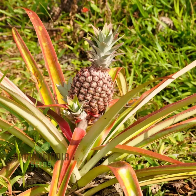 Pink Pineapple Fruit Seeds for Planting, Enhance Your Garden with Exotic Fruit Seeds