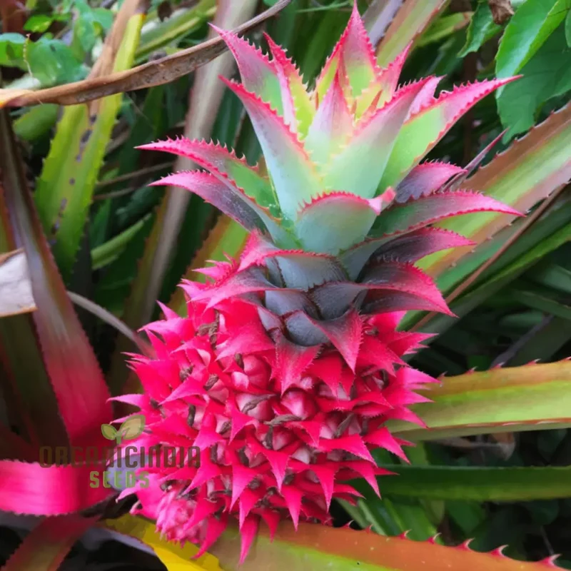 Pink Pineapple Fruit Seeds for Planting, Enhance Your Garden with Exotic Fruit Seeds