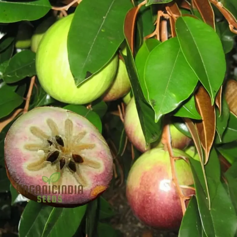 Star Apple Fruit Seeds, Harvest Heavenly Delights Star Apple Plant Seeds of Sweetness