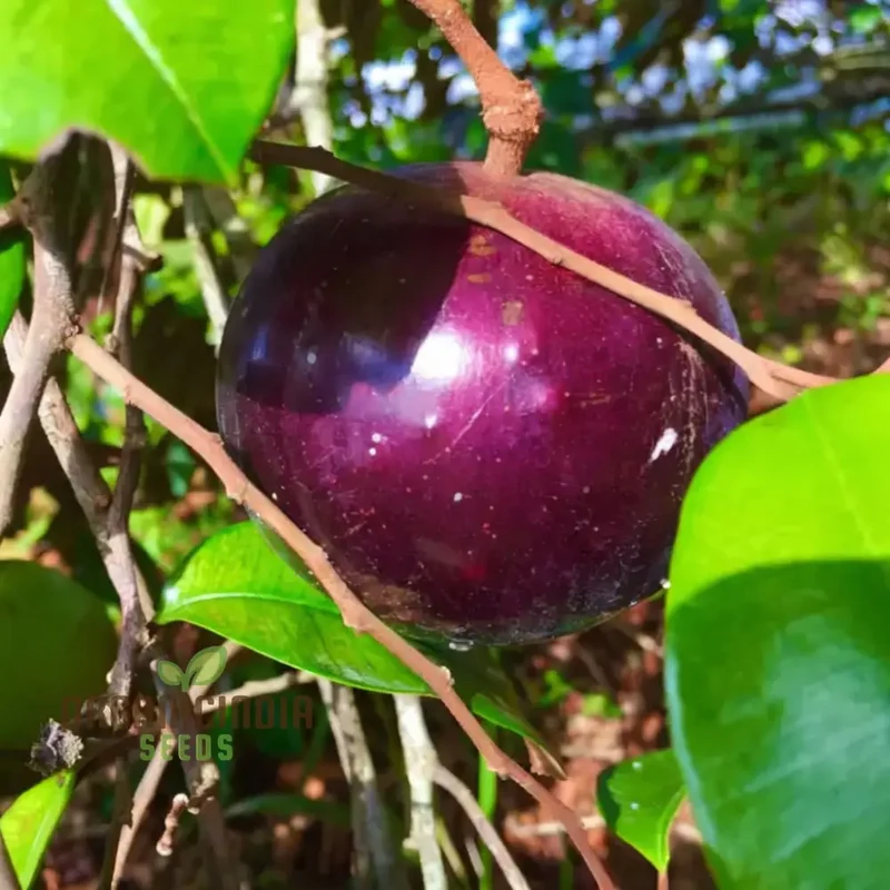 Star Apple Fruit Seeds, Harvest Heavenly Delights Star Apple Plant Seeds of Sweetness