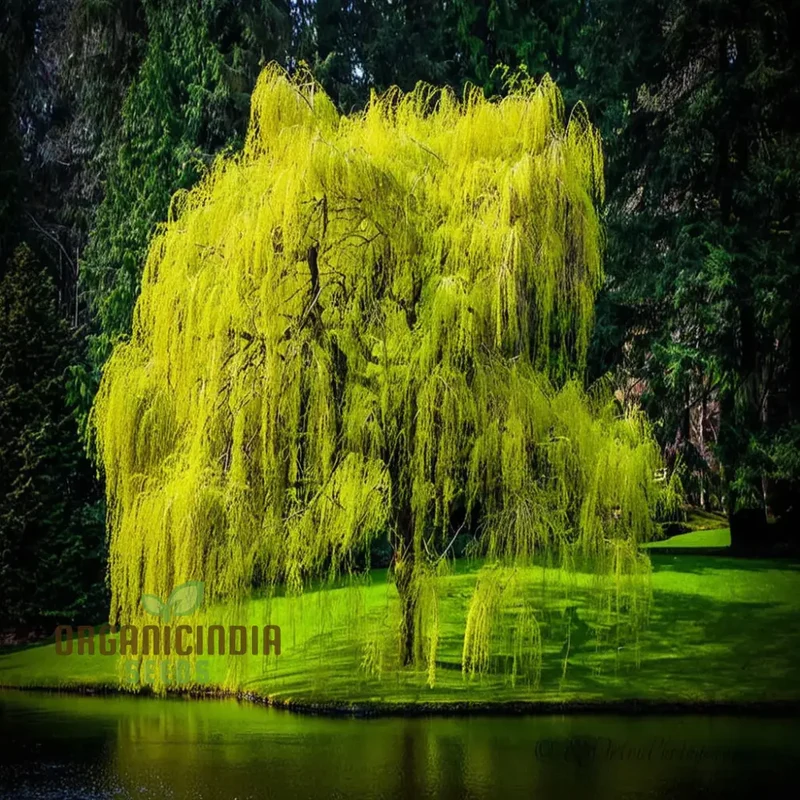 Willow Tree Seeds â€“ Elevate Your Gardening with Graceful, Flowing Trees and Lush Greenery