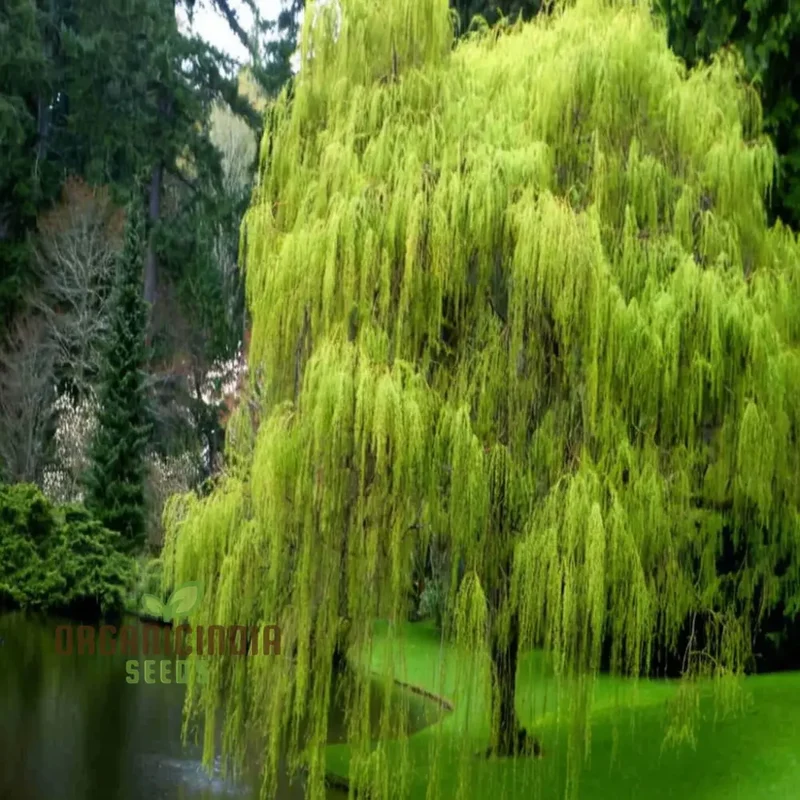 Willow Tree Seeds â€“ Elevate Your Gardening with Graceful, Flowing Trees and Lush Greenery
