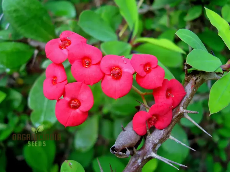 Transform Your Garden Oasis: Mixed Crown of Thorns Plant Seeds for Vibrant Floral Beauty