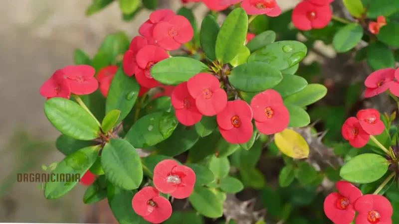 Transform Your Garden Oasis: Mixed Crown of Thorns Plant Seeds for Vibrant Floral Beauty