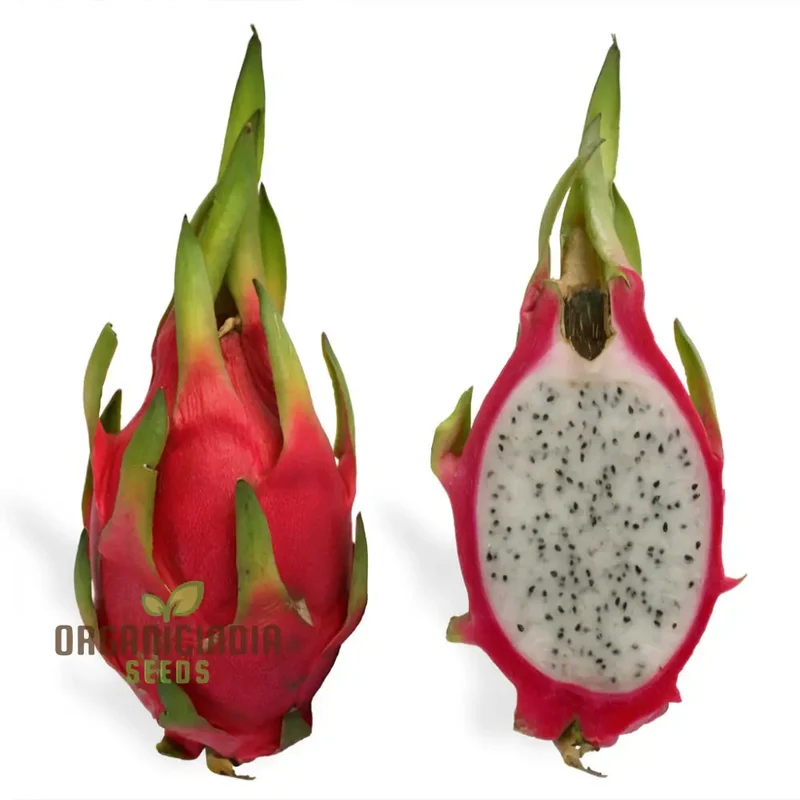 Dragon Fruit Seeds for Growing, Cultivate Exotic Dragon Fruit Plants in Your Garden