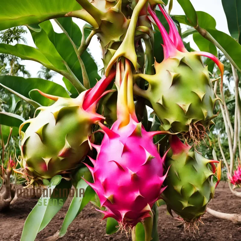 Dragon Fruit Seeds for Growing, Cultivate Exotic Dragon Fruit Plants in Your Garden