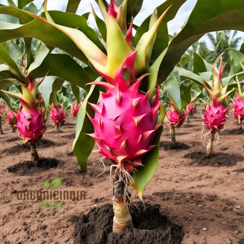Dragon Fruit Seeds for Growing, Cultivate Exotic Dragon Fruit Plants in Your Garden