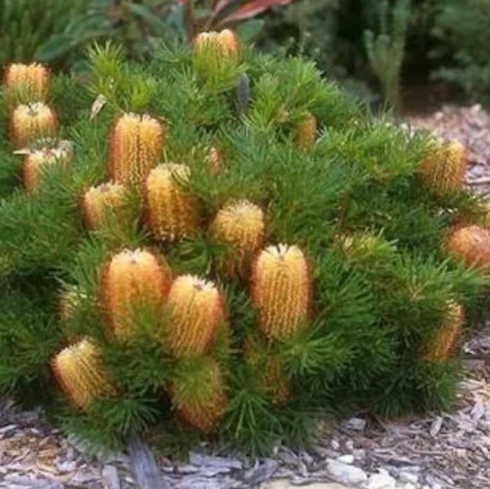 Banksia Spinulosa Plant Seeds for Planting
