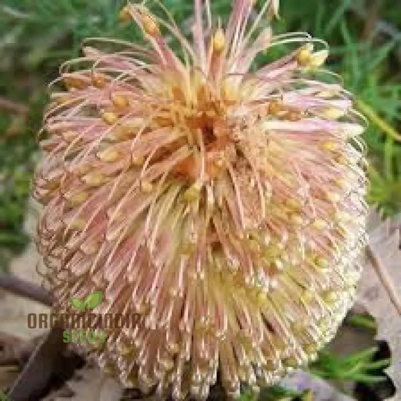 Banksia Spinulosa Plant Seeds for Planting
