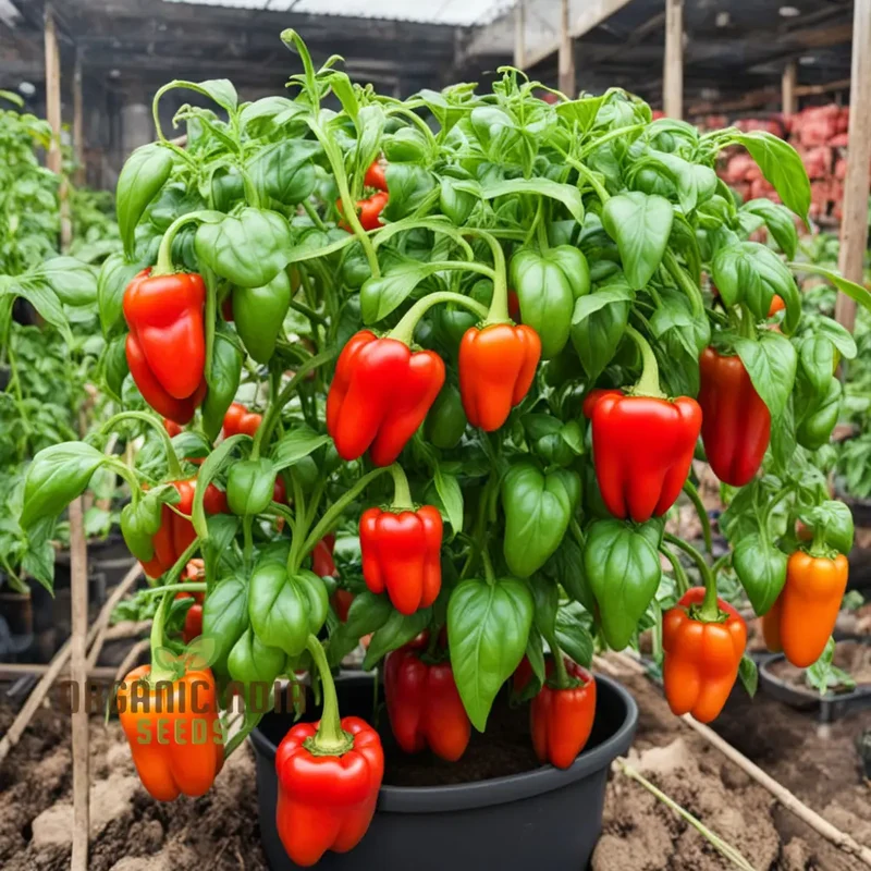 Red Pepper Seeds For Planting, Capsicum Seeds, Spice up Your Garden
