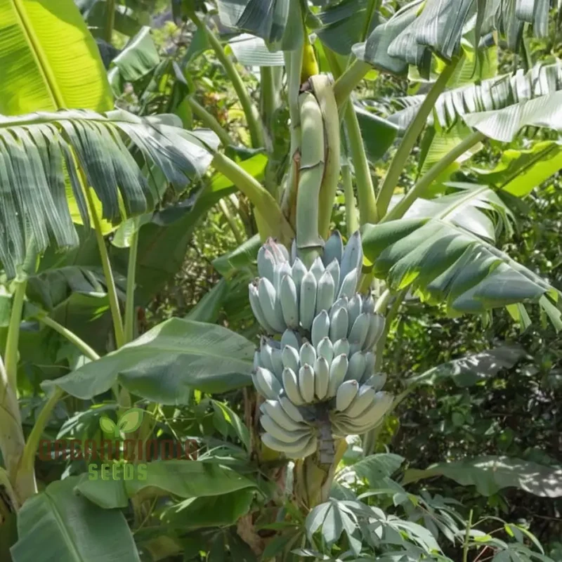 Blue Banana Fruit Seeds for Planting, Enhance Your Garden with Exotic Fruit Seeds