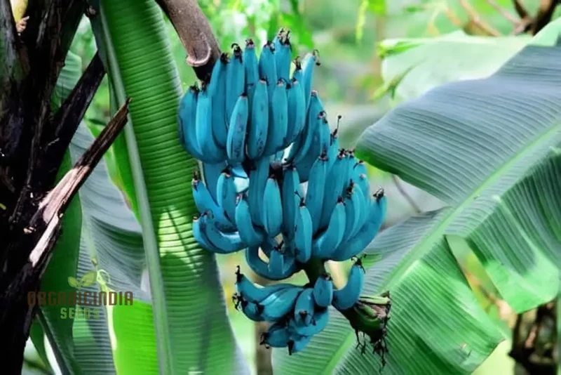 Blue Banana Fruit Seeds for Planting, Enhance Your Garden with Exotic Fruit Seeds